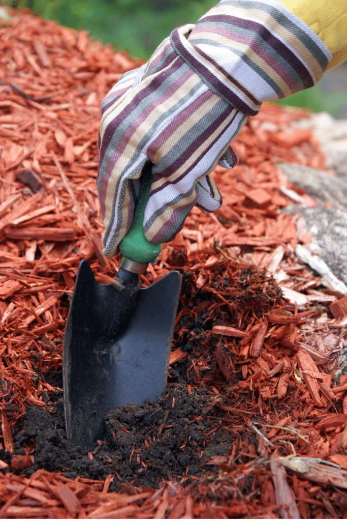 Red mulch in garden. Hand in garden with shovel.