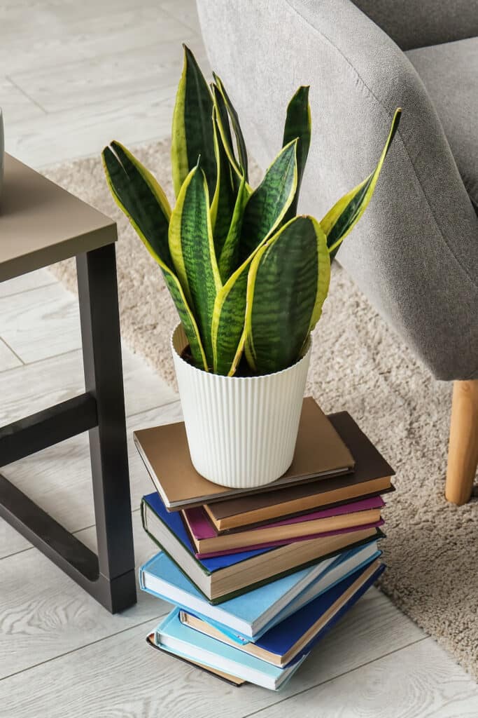 adding plants to home. Pictured snake plant in white pot on a stack of books