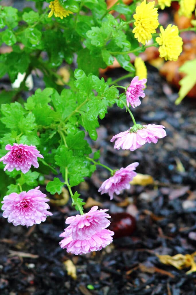 putting mulch down flower bed